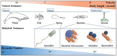 Bacterial Biohybrid Microswimmers